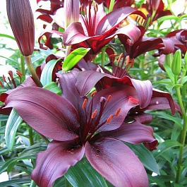 Лилия азиатская Дименшн НАБОР 2ШТ (2+2) Лилия азиатская Дименшн НАБОР 2ШТ (2+2)