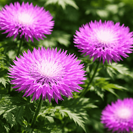 Василек подбеленный