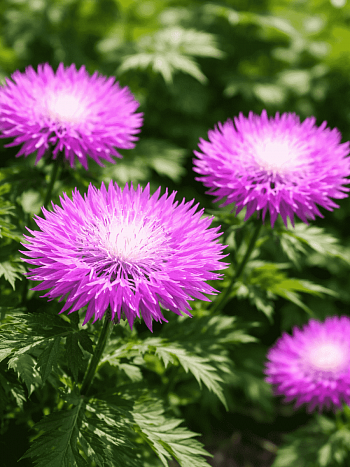 Василек подбеленный