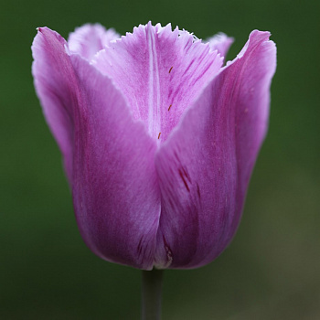 Тюльпан бахромчатый Блу Херон