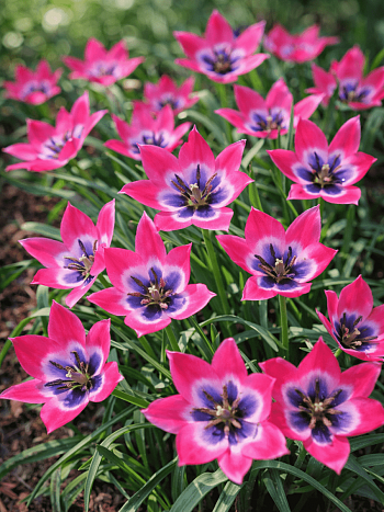 Тюльпан Little Beauty