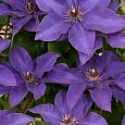 Клематис гибридный The President