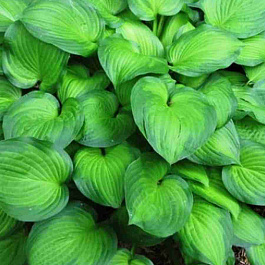 Хоста Midwest Magic