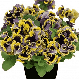 Виола RUFFLES Dark Heart