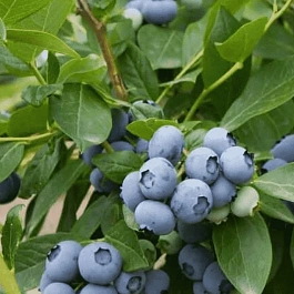 Голубика высокорослая Bluegold