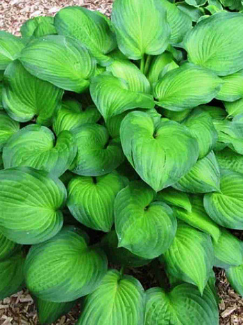 Хоста Midwest Magic