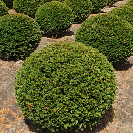 Тисс ягодный