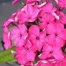 Флокс метельчатый Bambini Desire