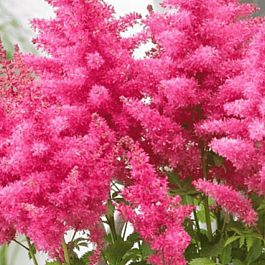 Астильба китайская Peach Cake