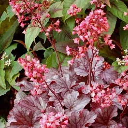 Гейхера Milan