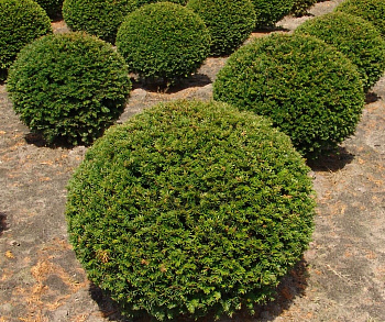 Тисс ягодный