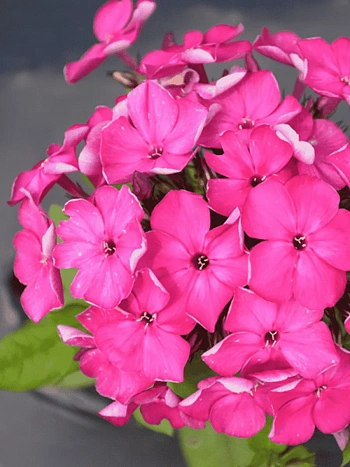 Флокс метельчатый Bambini Desire