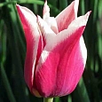 Тюльпан Claudia