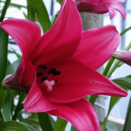 Лилия лонгифлорум Мияби