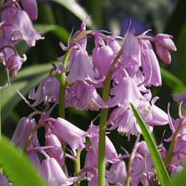 Гиацинтоидес Pink