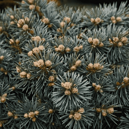 Ель колючая Brynek штамб 80-90