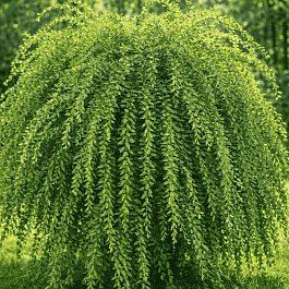 Ива белая Pendula