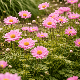 Анемона японская Pamina