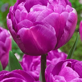 Тюльпан Махровый Blue Diamond