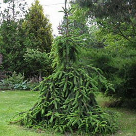 Ель обыкновенная Лорелей