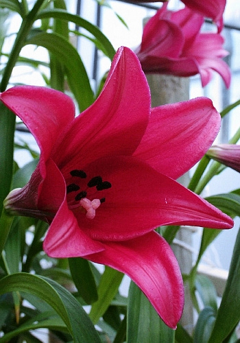 Лилия лонгифлорум Мияби