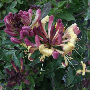 Жимолость приморская Чик Чок