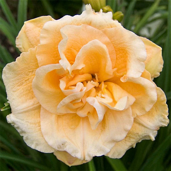 Лилейник гибридный Силоам Дабл Саксесс