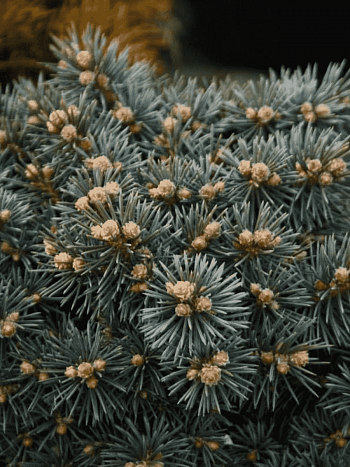 Ель колючая Brynek штамб 80-90