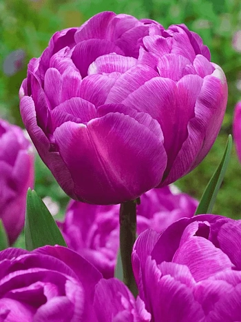 Тюльпан Махровый Blue Diamond