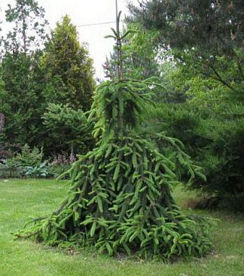 Ель обыкновенная Лорелей