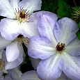 Клематис гибридный Ivan Olsson