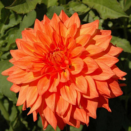 Георгина Декоративная Неон Сплендер