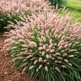 Пеннисетум восточный Flamingo