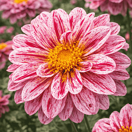 Георгин Dahlietta Select Paula