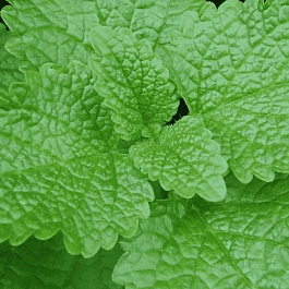 Мелисса лекарственная 