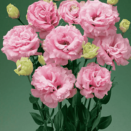 Лизиантус Advantage 2 Pink