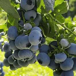 Голубика высокорослая Nelson