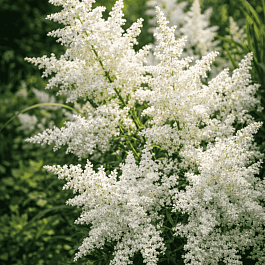 Астильба Арендса Close Harmony