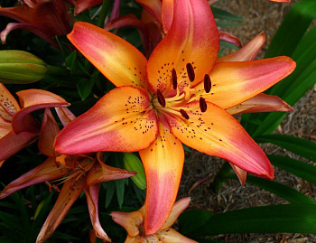 Лилия ЛА-гибрид Роял Сансет