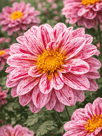 Георгин Dahlietta Select Paula