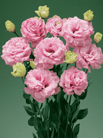 Лизиантус Advantage 2 Pink