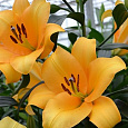 Лилия ОТ-гибрид Террасол