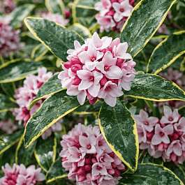 Дафна кавказская Variegata