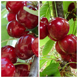 Дерево-сад (5 летка) вишня 2 сорта Тургеневка - Ровесница