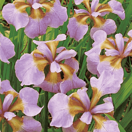 Ирис сибирский Rikugi Sakura