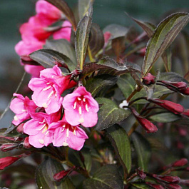 Вейгела цветущая Александра