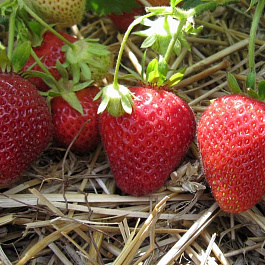 Земляника садовая Флоренс Земляника садовая Флоренс