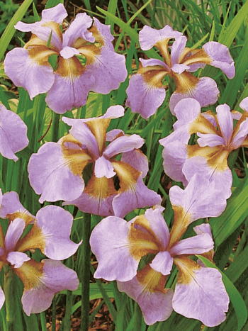 Ирис сибирский Rikugi Sakura