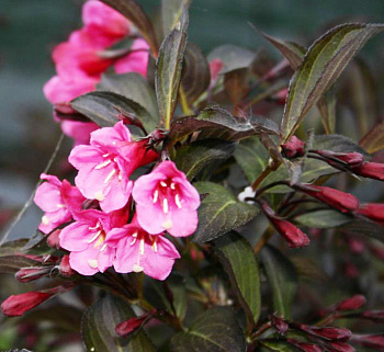 Вейгела цветущая Александра