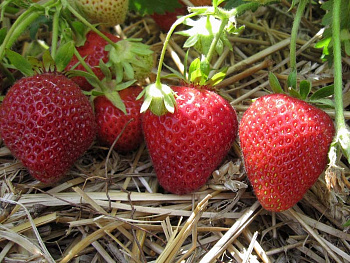 Земляника садовая Флоренс